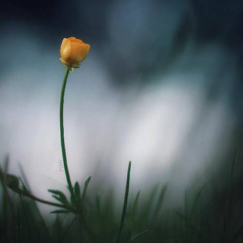 اسماعیل باقری داداشی جونم قربون چشمات آوازه خوان عاشق زنگ